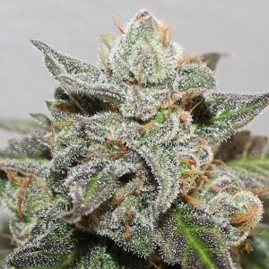 Kalidonia 5 u. fem. Ace Seeds