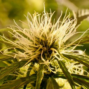 Kalité Tizane 5 u. reg. French Touch Seeds