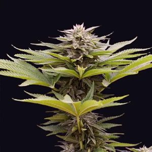 Karamelua Bilbo Genehtik