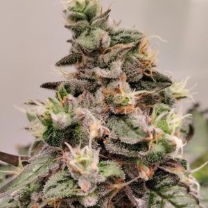 Kashmir 5 u. Regular Ace Seeds