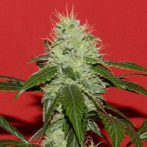 Kikiriki French Touch Seeds