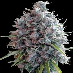 Killer A5 Haze 5 u. Regular Ace Seeds