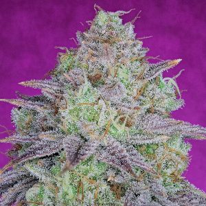 semilla feminizada King´s Banner de Pure Instinto
