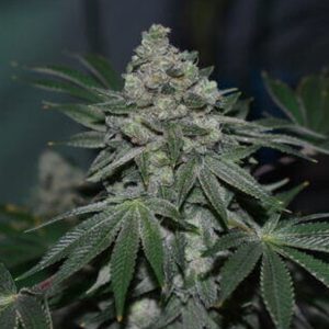 Klementine R-Kiem Seeds