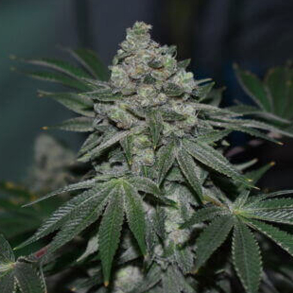 Klementine R-Kiem Seeds