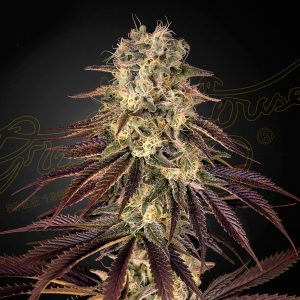 Kong´s Krush Green House