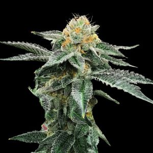 Kosher Cookies 3 u. fem. DNA Genetics