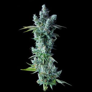 Kosher Dawg 3 u. fem. DNA Genetics