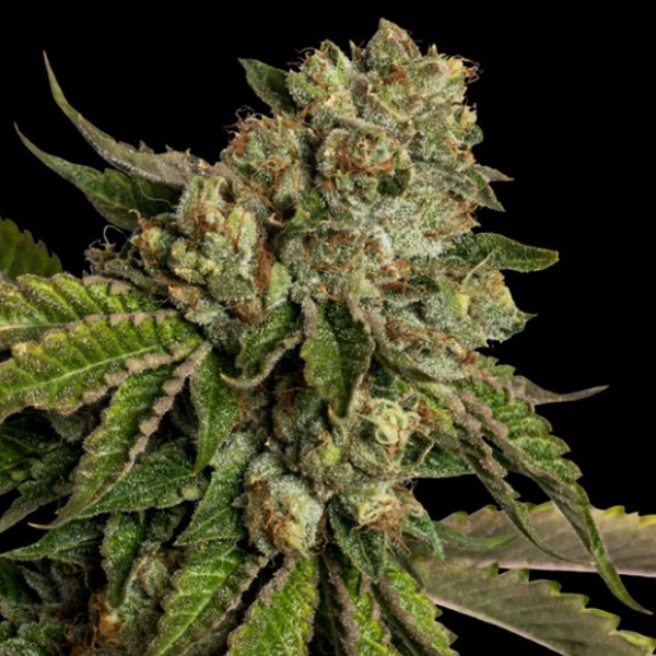 Kosher Kush 3 u. fem. DNA Genetics