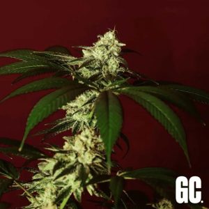 semillas feminizadas Kosher Kush BX Grand Cru Genetics para cultivo