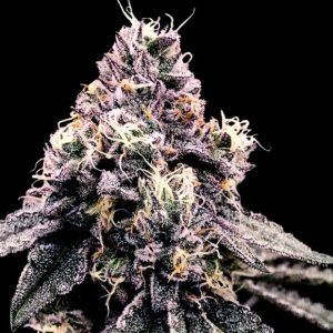 Kosher Pie 3 u. fem. DNA Genetics