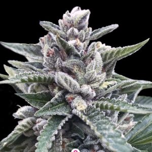Kosher Sorbet 3 u. fem. DNA Genetics
