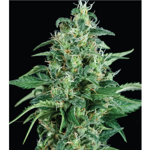 Kryptonite 1 u. blister x 12 u. fem. Pyramid Seeds