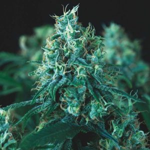 semillas feminizadas Kryptonite de Pyramid Seeds para cultivo