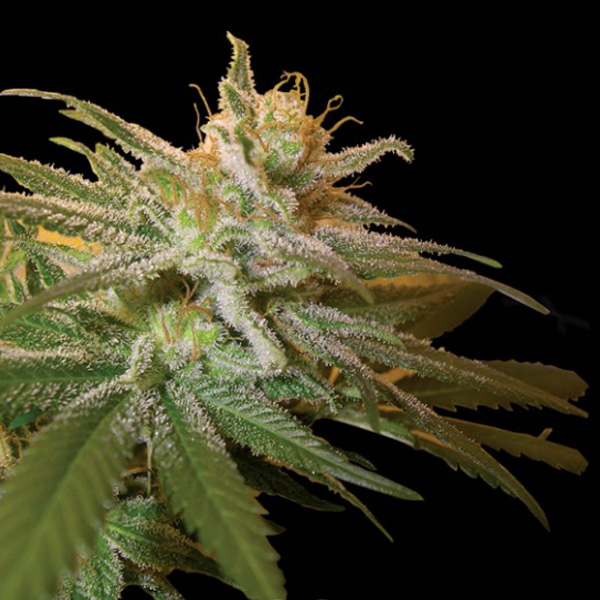 Kushberry 3 u. fem. DNA Genetics