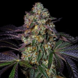 semillas feminizadas Kushmallow Pure Instinto para cultivo