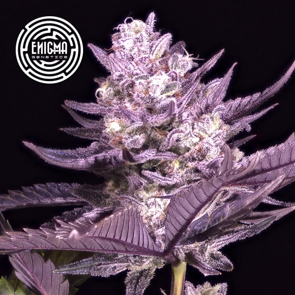 semillas feminizadas LA Kush Cake Enigma Genetics para cultivo de cannabis