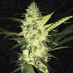 LA S.A.G.E. T.H. Seeds