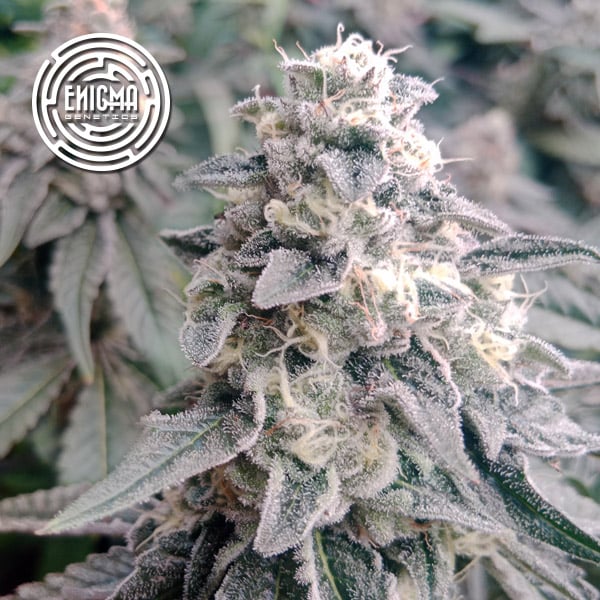 LA Wedding Pop 3 u. fem Enigma Genetics