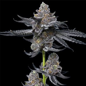 Semillas feminizadas Barney's Farm LFG Barney's x Dr. Greenthumb