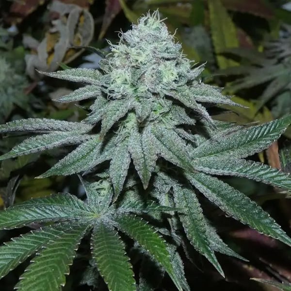 Semillas feminizadas Lamia 3+1 de Bask Triangle Farms para cultivo