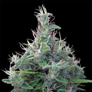 Lebanese 5 u. Regular Ace Seeds