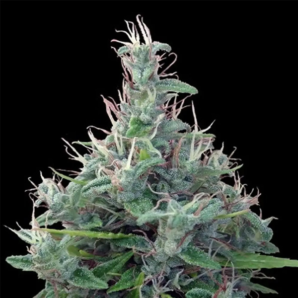 Lebanese 5 u. Regular Ace Seeds