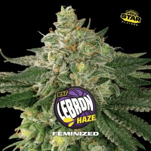 semillas feminizadas Lebron Haze para cultivo
