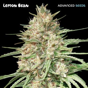 Lemon Bean 3 + 1 u. fem. Advanced Seeds