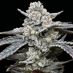 Paquete de semillas feminizadas Lemon Cherry Gelato de Barney's Farm para cultivo