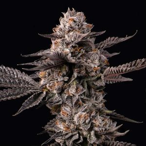 Lemon Cherry Gelato x Berniehana Butter 6 u. fem Cookies Seed Bank