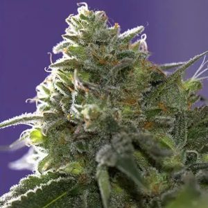 Lemon Cherry Gelato x Ice Cream 3+1 u. fem. Vision Seeds