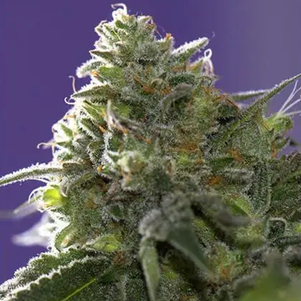 Lemon Cherry Gelato x Ice Cream 3+1 u. fem. Vision Seeds