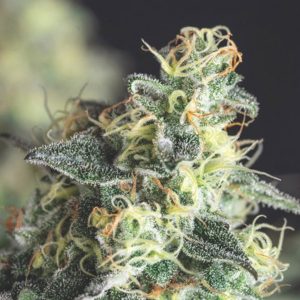 Semillas feminizadas Lemon Larry OG de Pyramid Seeds para cultivo
