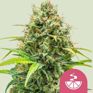 Lemon Skunk Royal Queen