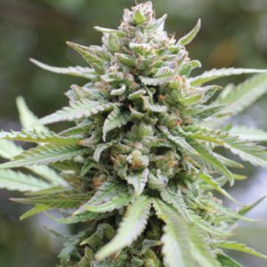 semillas feminizadas Lemongrass Humboldt Seeds Company