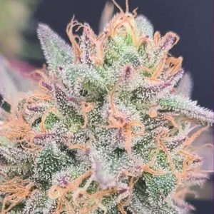 Semillas feminizadas LimePaya 4 unidades para cultivo