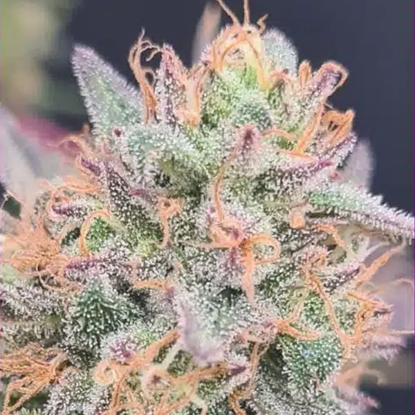 Semillas feminizadas LimePaya 4 unidades para cultivo