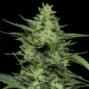 semillas feminizadas Limez de Humboldt Seeds Company para cultivo