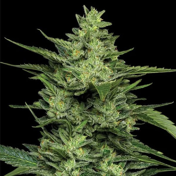 semillas feminizadas Limez de Humboldt Seeds Company para cultivo
