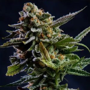 Log Cabin 3+1 u. fem. Vision Seeds