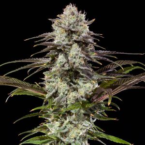 London Pound Cake Barney's