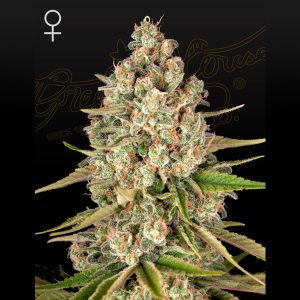 Lost Pearl 1 u. fem. Green House