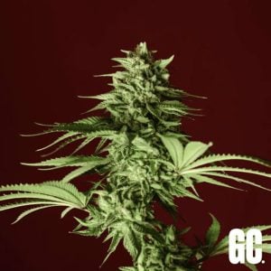 Semillas feminizadas Lumpy's Fritter para cultivo de cannabis