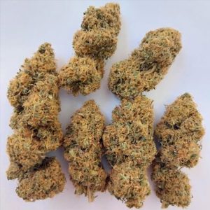 Magic Carrot 5 u. Regular Ace Seeds