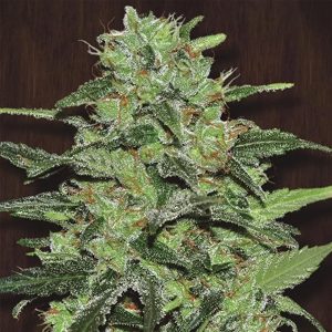 Malawi 5 u. Regular Ace Seeds