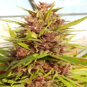 Malawi x PCK 5 u. Regular Ace Seeds