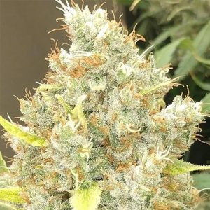 Malawi x Panama 5 u. Regular Ace Seeds