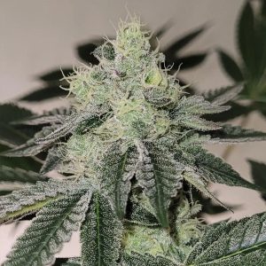 Semillas feminizadas Mandy Burger 3+1 de Bask Triangle Farms para cultivo