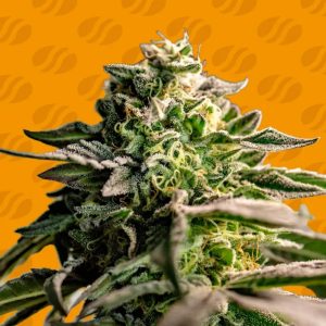 Mango Crack 1 u. fem. Original Sensible